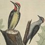 Yellow belly'd Woodpecker