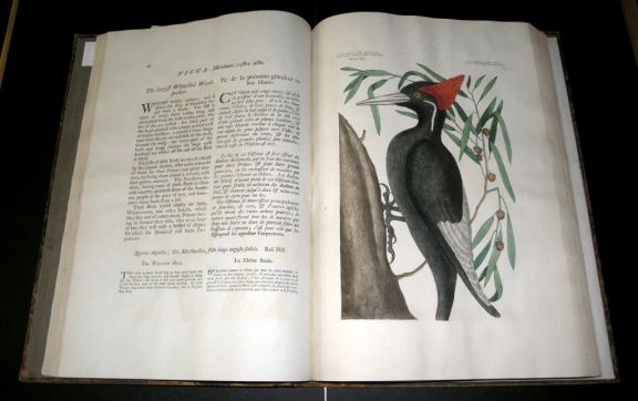 Pages from Mark Catesby's Natural History