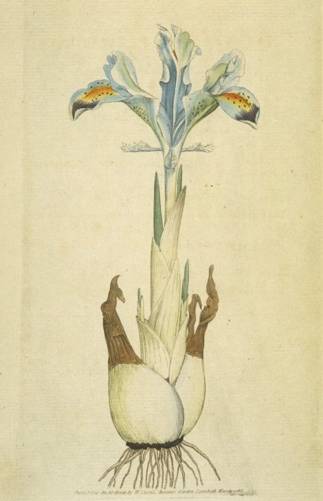 Iris persica - Curtis's Botanical