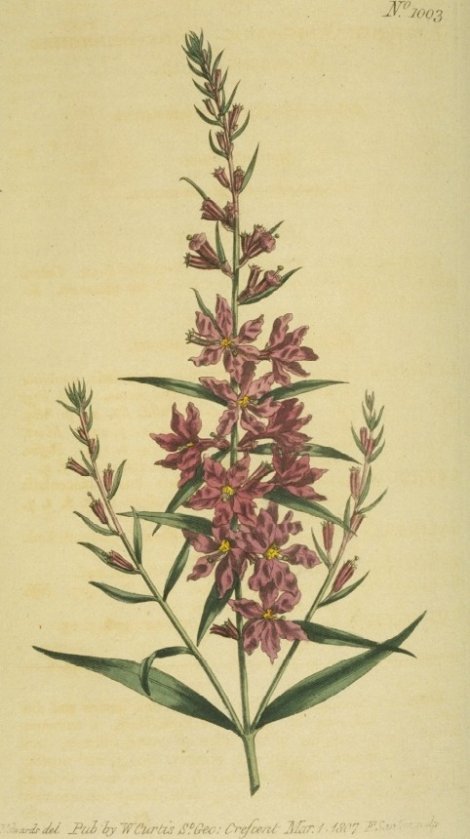 Lythrum virgatum - Curtis's Botanical