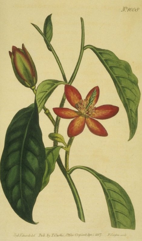 Michelia figo - Curtis's Botanical