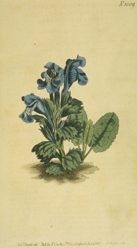 Dracocephalum grandiflorum - Curtis's Botanical