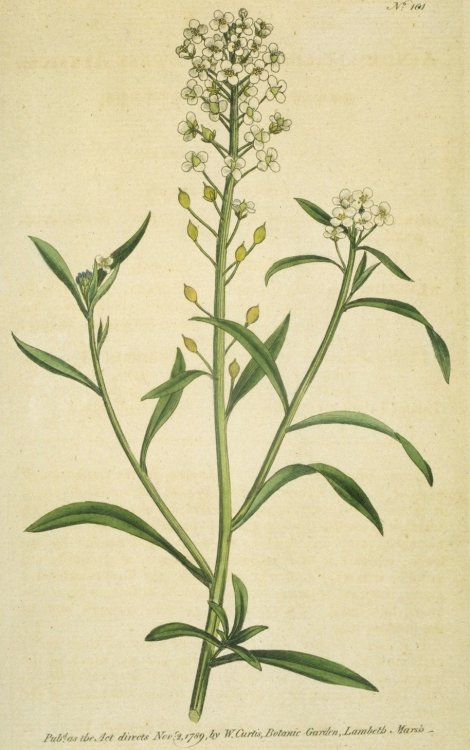 Lobularia maritima - Curtis's Botanical