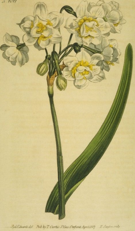 Narcissus tayetta (variety) - Curtis's Botanical