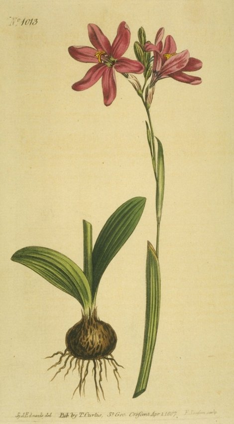 Ixia latifolia - Curtis's Botanical