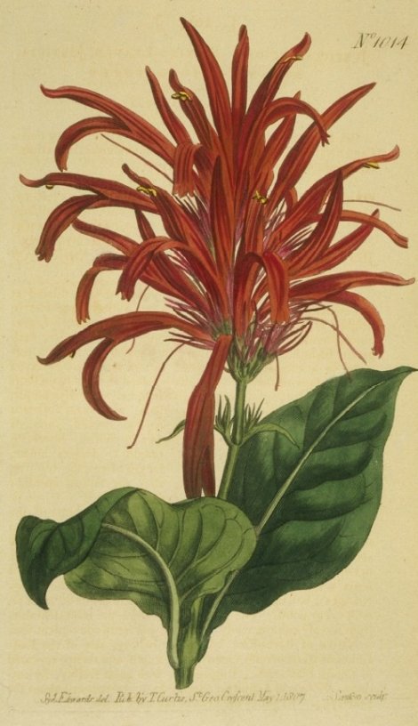 Justica lucida - Curtis's Botanical