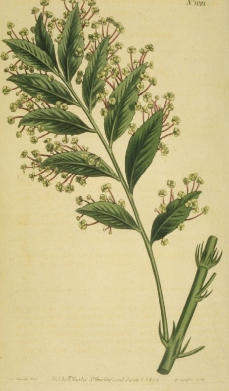 Phyllanthus arbuscula - Curtis's Botanical