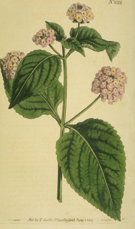Lantana trifolia - Curtis's Botanical