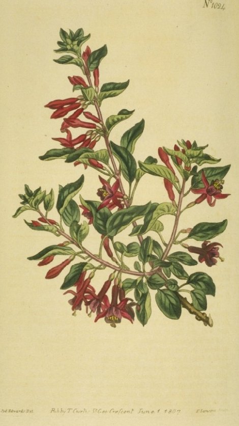 Fuchsia lycioides - Curtis's Botanical