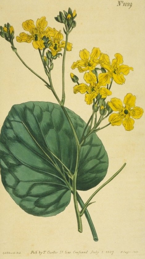 Menyanthes exaltata - Curtis's Botanical