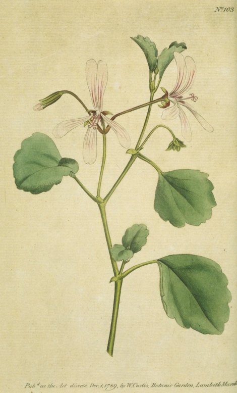 Pelargonium acetosum - Curtis's Botanical