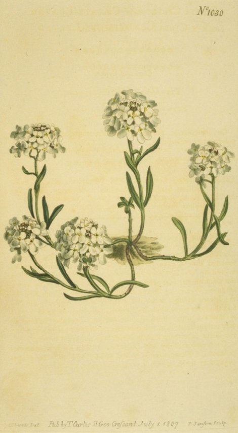 Iberis simplex DC - Curtis's Botanical