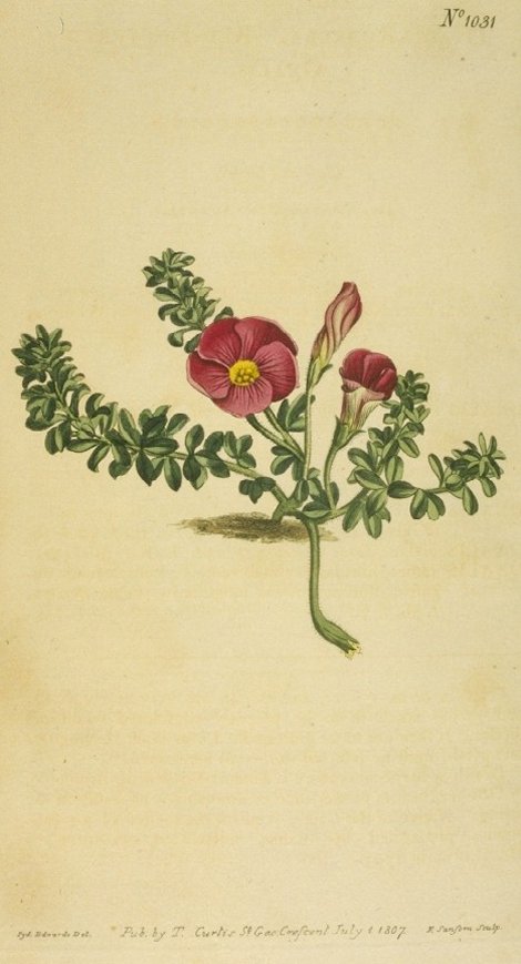 Oxalis hirta rubella - Curtis's Botanical
