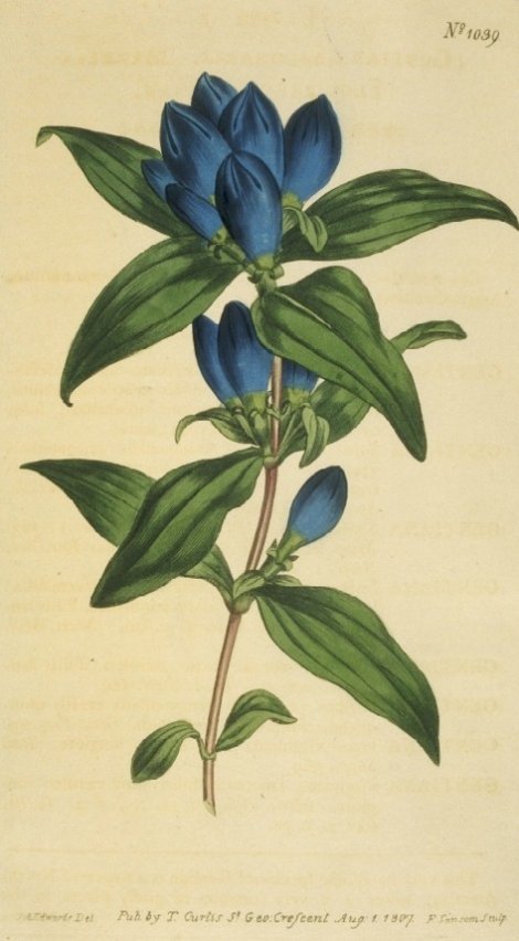 Gentiana saponaria - Curtis's Botanical