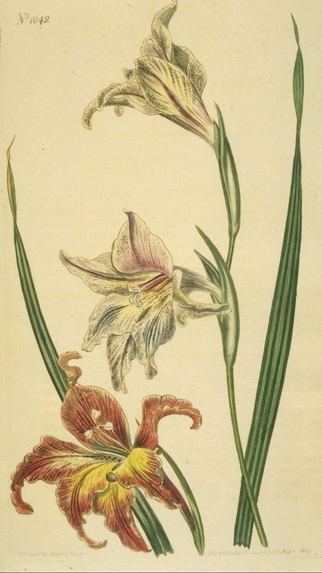Gladiolus floribundus - Curtis's Botanical