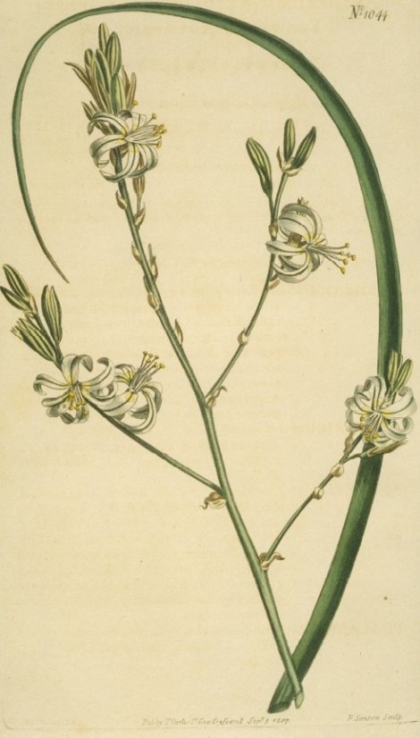 Anthericum revolutum - Curtis's Botanical