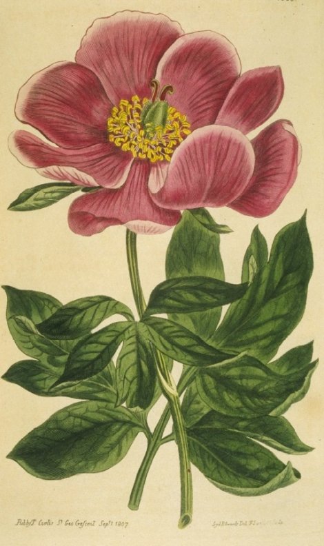 Paeonia monticola - Curtis's Botanical