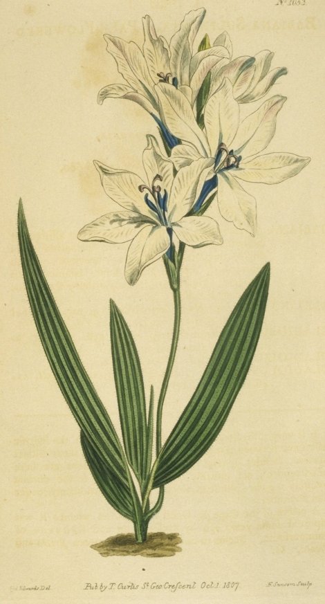 Babiana stricta sulpherea - Curtis's Botanical