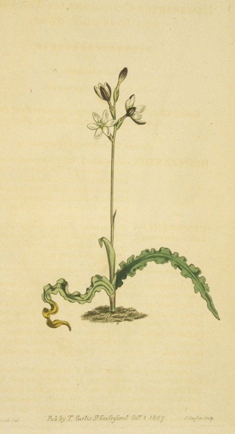 Hesperantha spicata - Curtis's Botanical