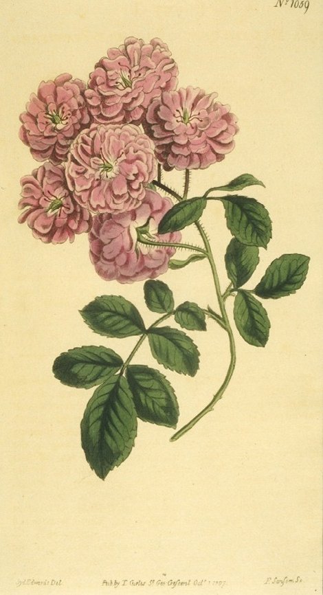 Rosa multiflora carnea - Curtis's Botanical