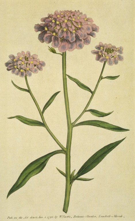 Iberis umbellata - Curtis's Botanical