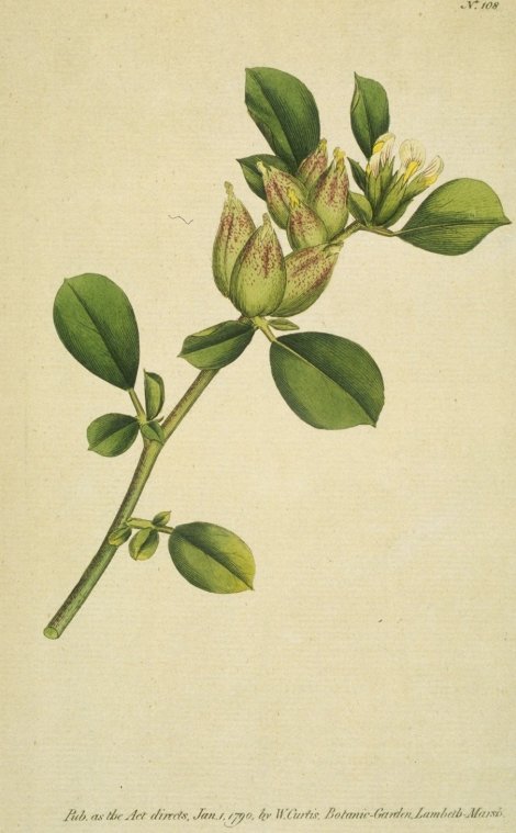 Anthyllis tetraphylla - Curtis's Botanical