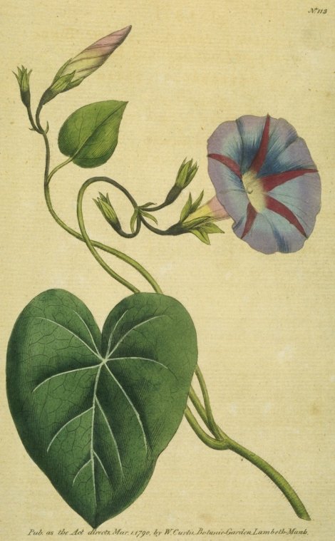 Ipomoea purpurea - Curtis's Botanical