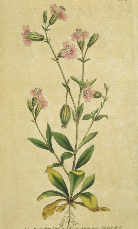 Silene pendula - Curtis's Botanical