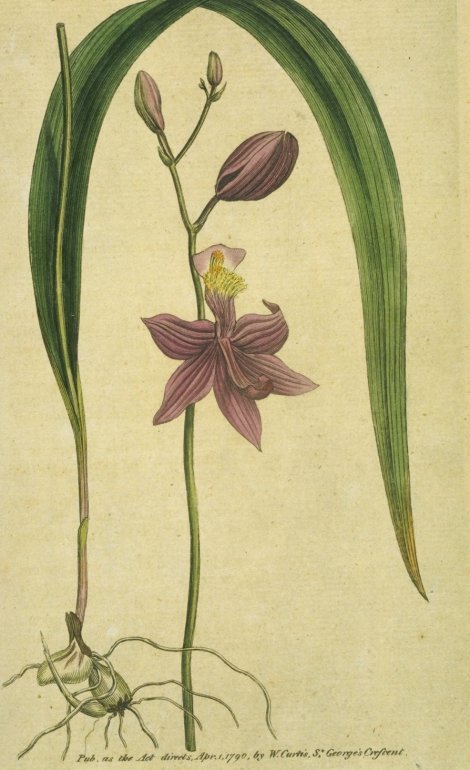 Limodorum tuberosum - Curtis's Botanical