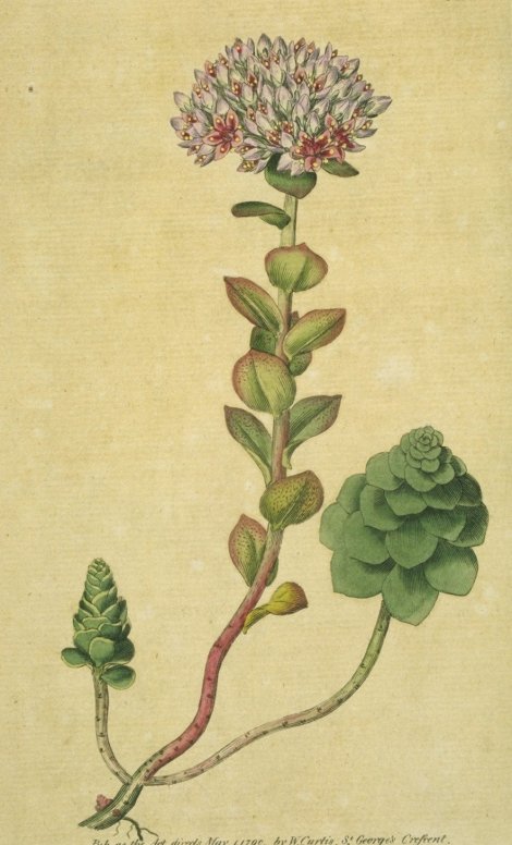 Hylotelephium anacampseros - Curtis's Botanical