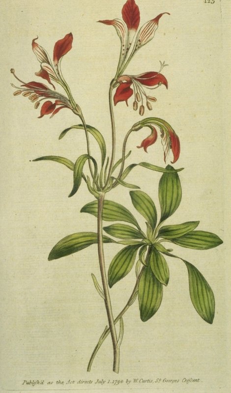 Alstroemeria ligtu - Curtis's Botanical