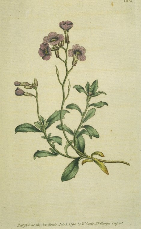 Aubrieta deltoidea - Curtis's Botanical