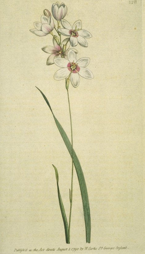 Hyacinthoides hispanica - Curtis's Botanical