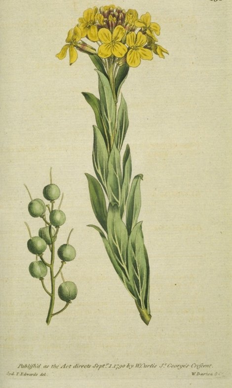 Alyssoides utriculata - Curtis's Botanical