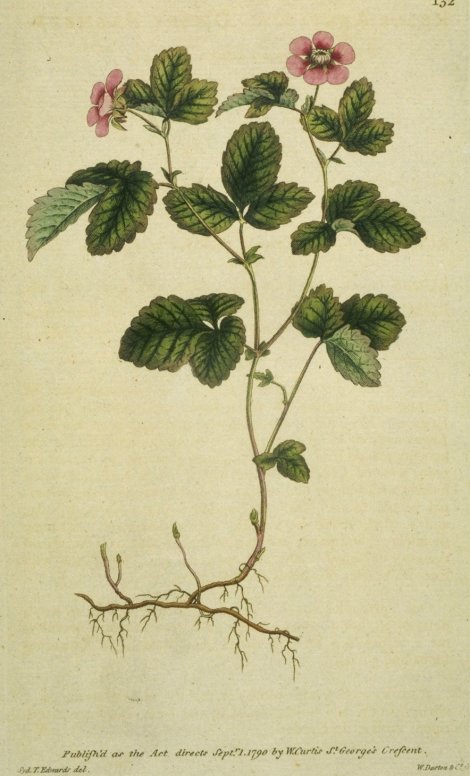 Rubus arcticus - Curtis's Botanical