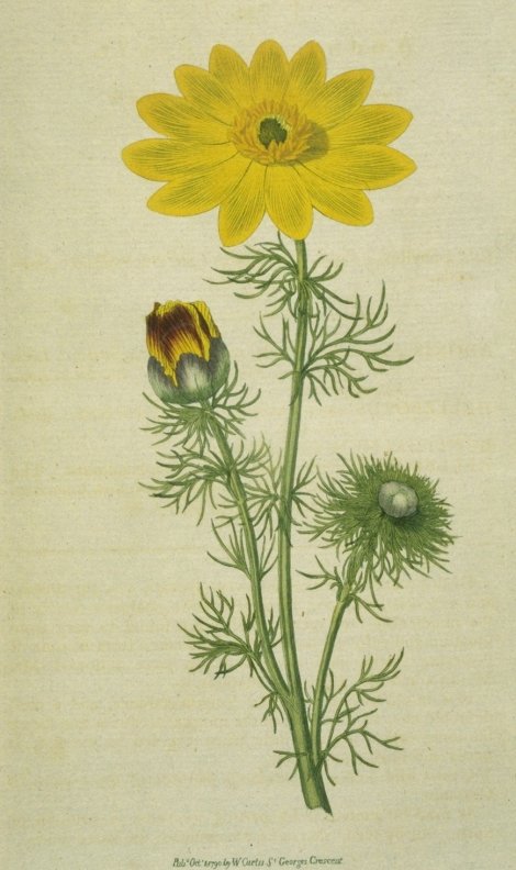 Adonis vernalis - Curtis's Botanical