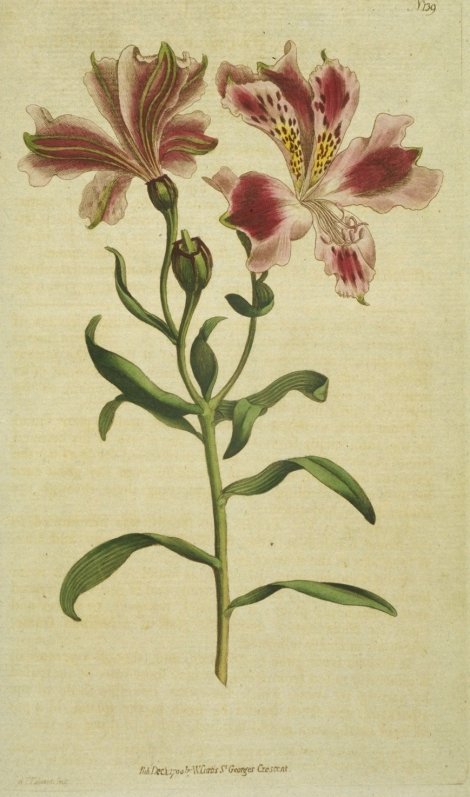 Alstroemeria pelegrina - Curtis's Botanical