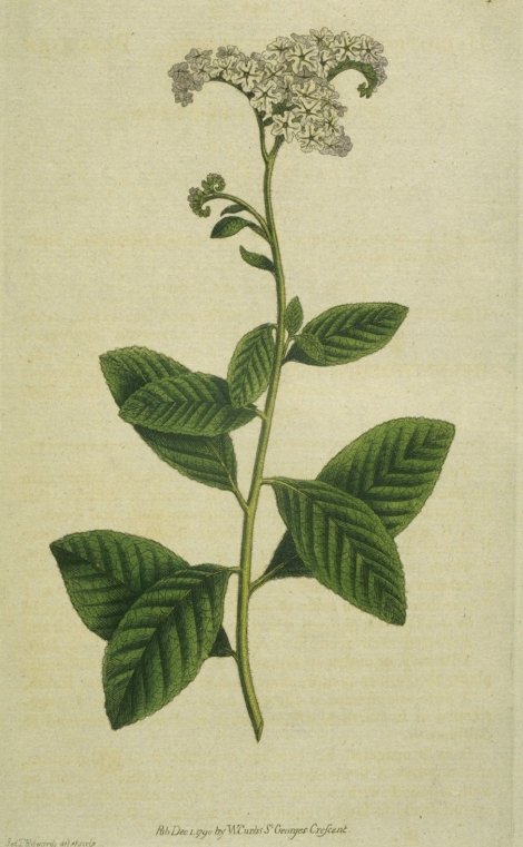 Heliotropium arborescens - Curtis's Botanical