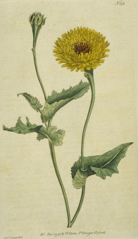 Reichardia tingitana - Curtis's Botanical