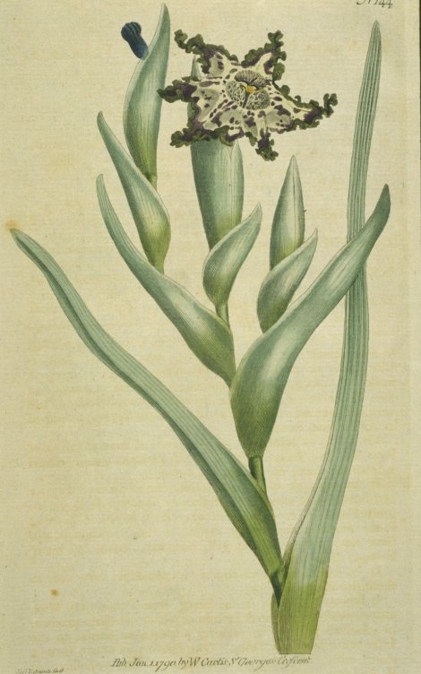 Ferraria crispa - Curtis's Botanical