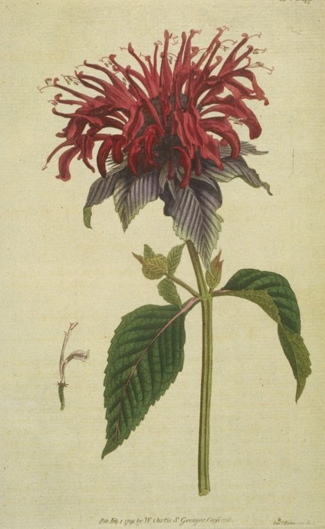 Monarda didyma - Curtis's Botanical