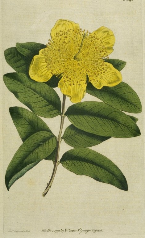 Hypericum calycinum - Curtis's Botanical