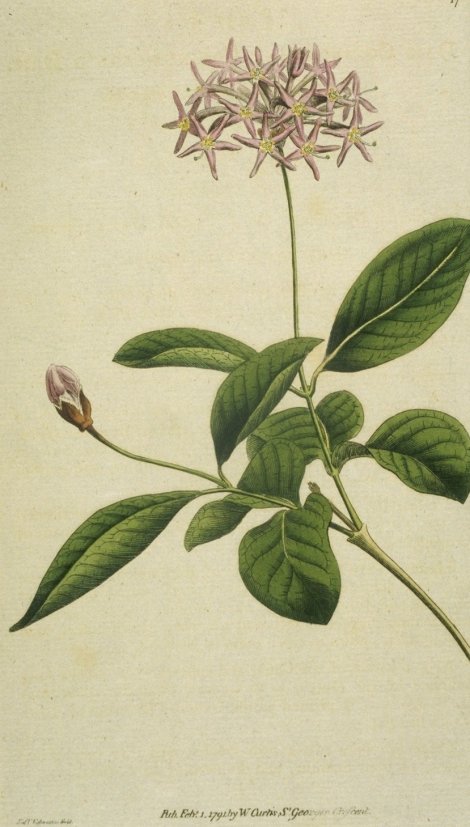 Dais cotinifolia - Curtis's Botanical