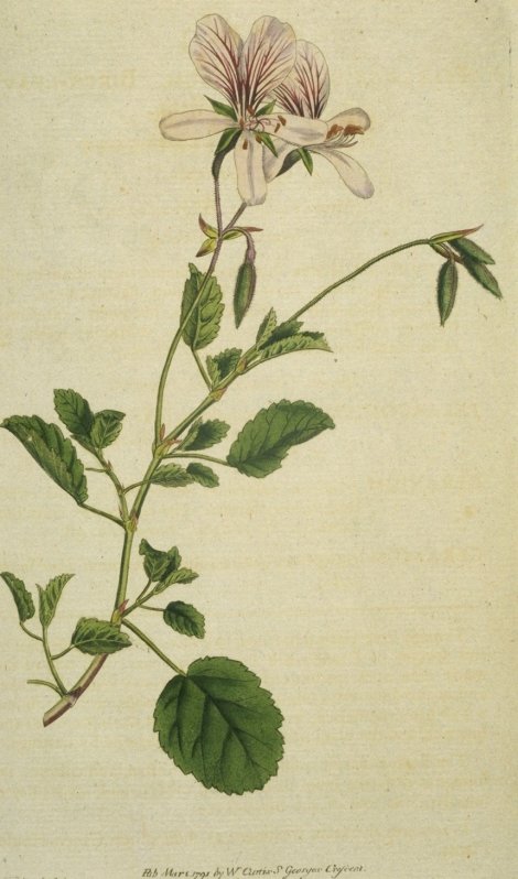 Pelargonium betulinum - Curtis's Botanical