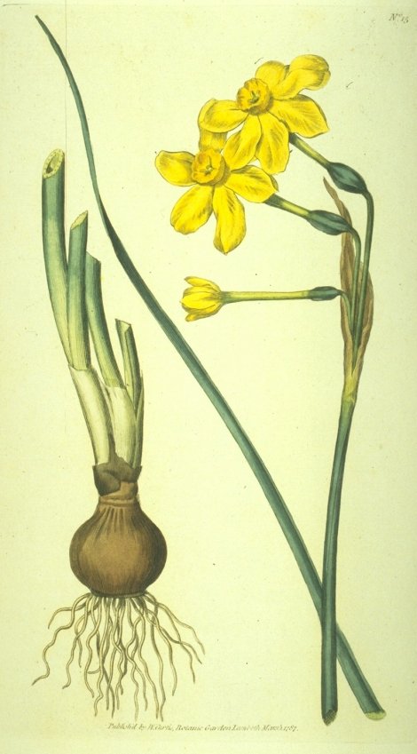 Narcissus jonquilla - Curtis's Botanical