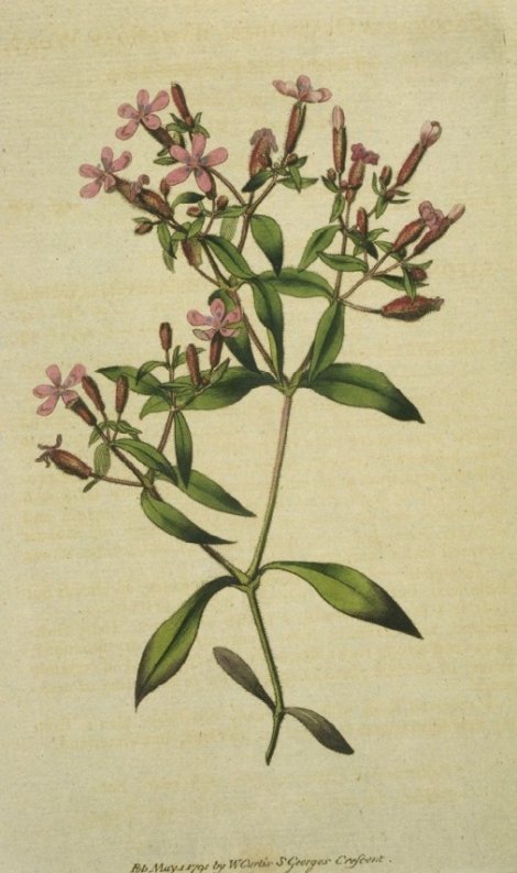 Saponaria ocymoides - Curtis's Botanical
