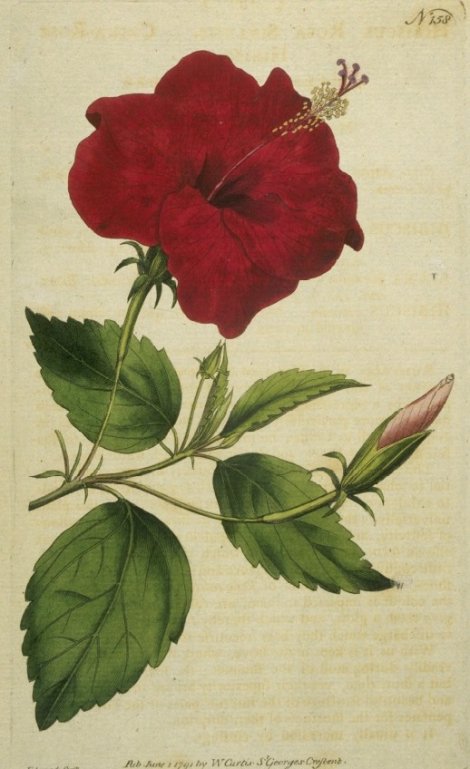 Hibiscus rosa-sinensis - Curtis's Botanical