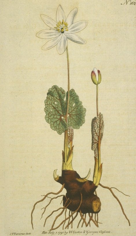 Sanguinaria canadensis - Curtis's Botanical