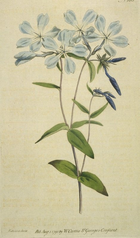 Phlox divaricata - Curtis's Botanical