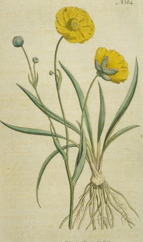 Ranunculus gramineus - Curtis's Botanical